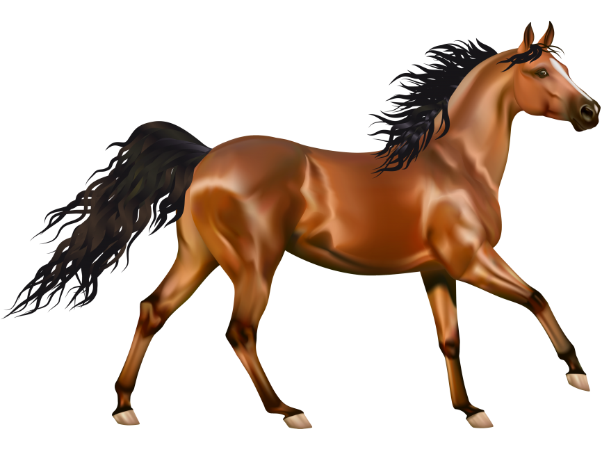 Arabian Horse