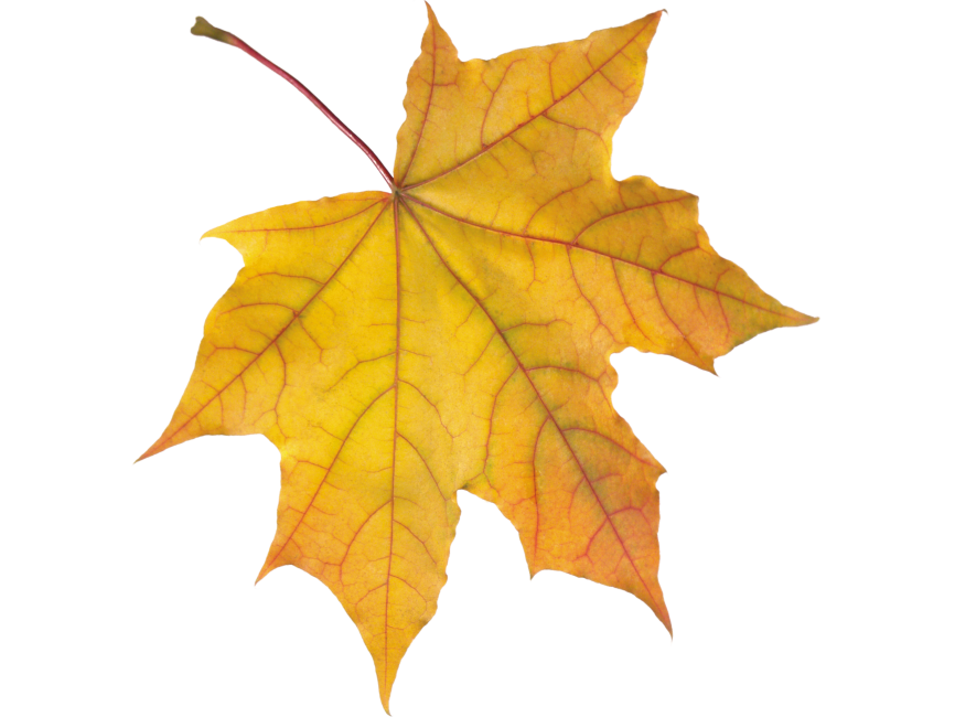 Autumn Leaves