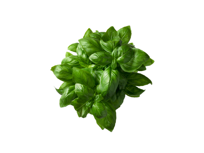 Basil Plant