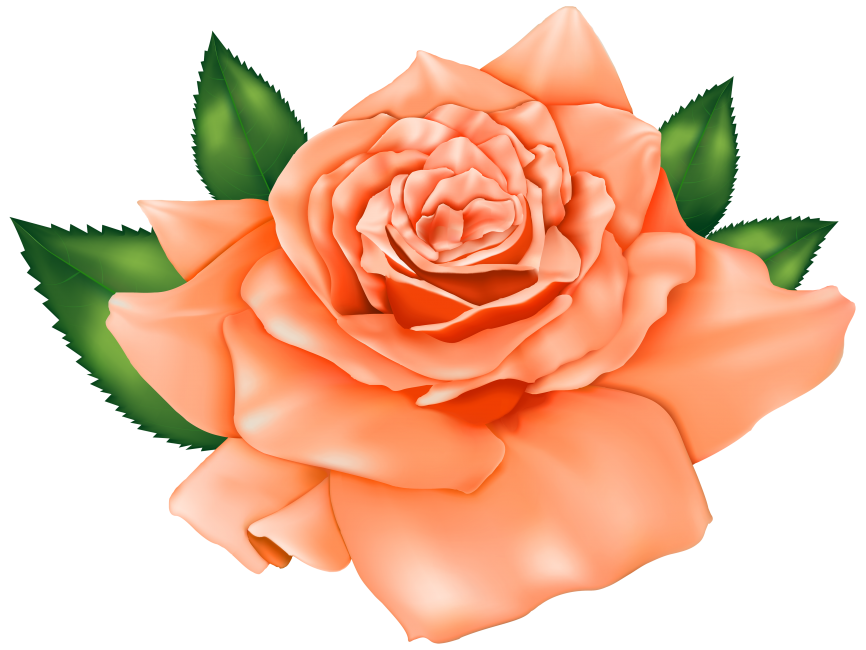 Beautiful Orange Rose