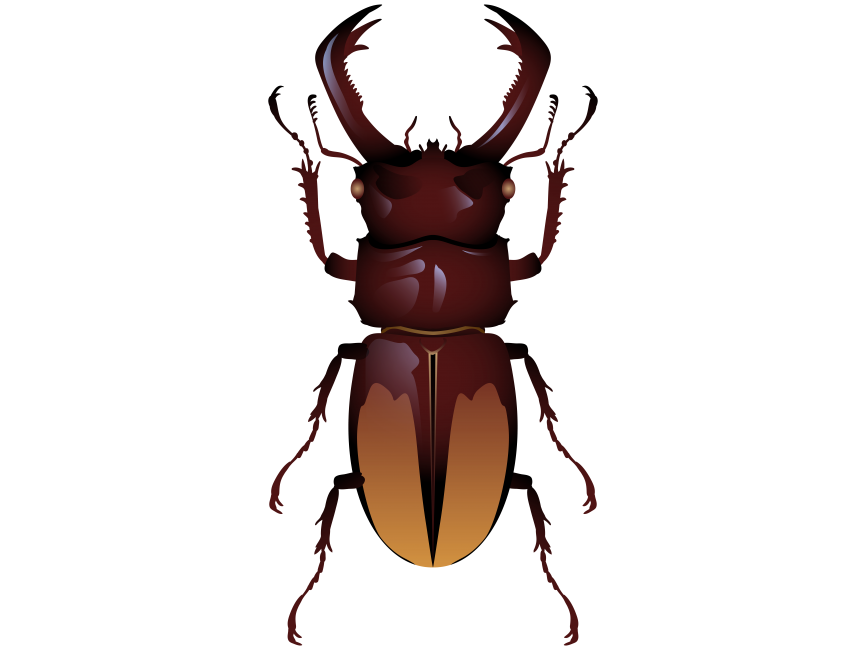 Beetle