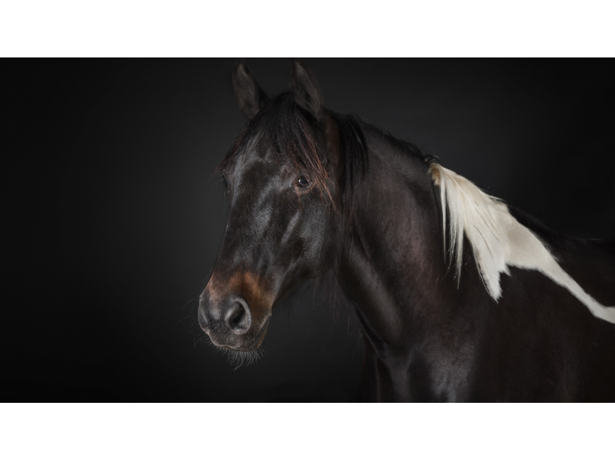Black Horse Wallpaper