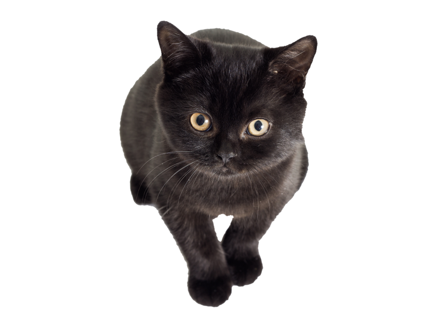 Black Kitten