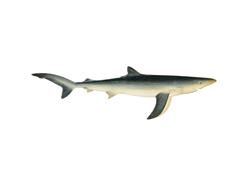 Blue Shark