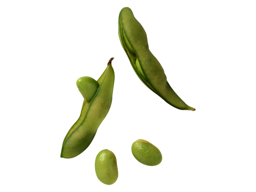Broad Bean