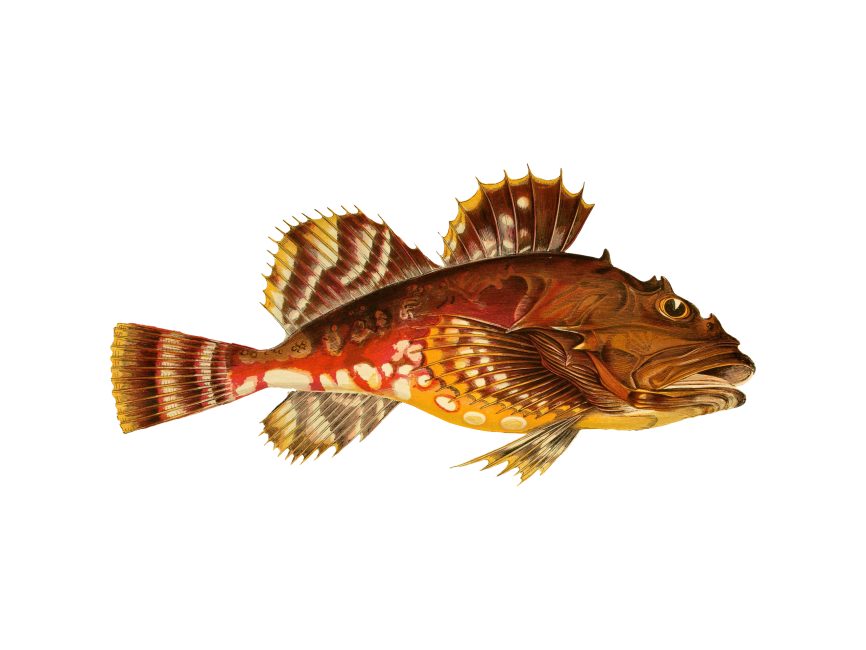 Bullhead Fish
