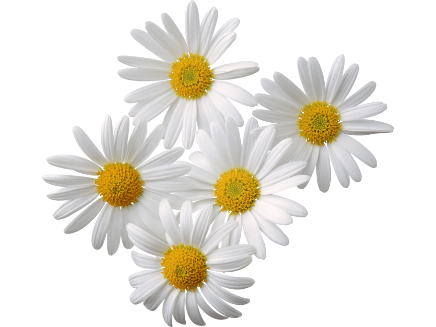 Camomiles