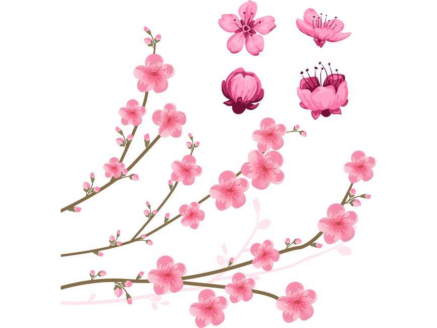 Cherry Blossoms