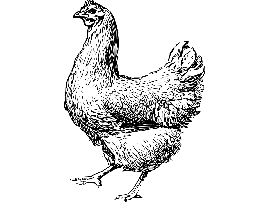 Chicken