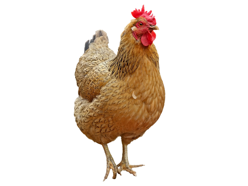 Chicken
