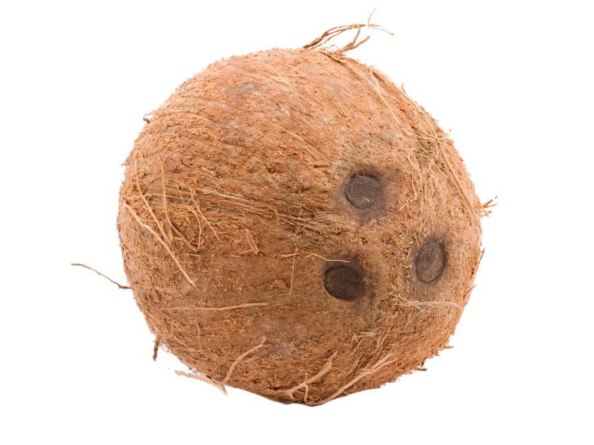 Coconut