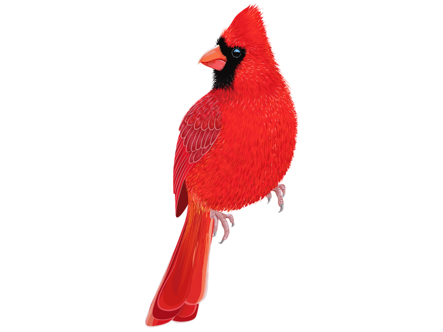 Colorful Bird