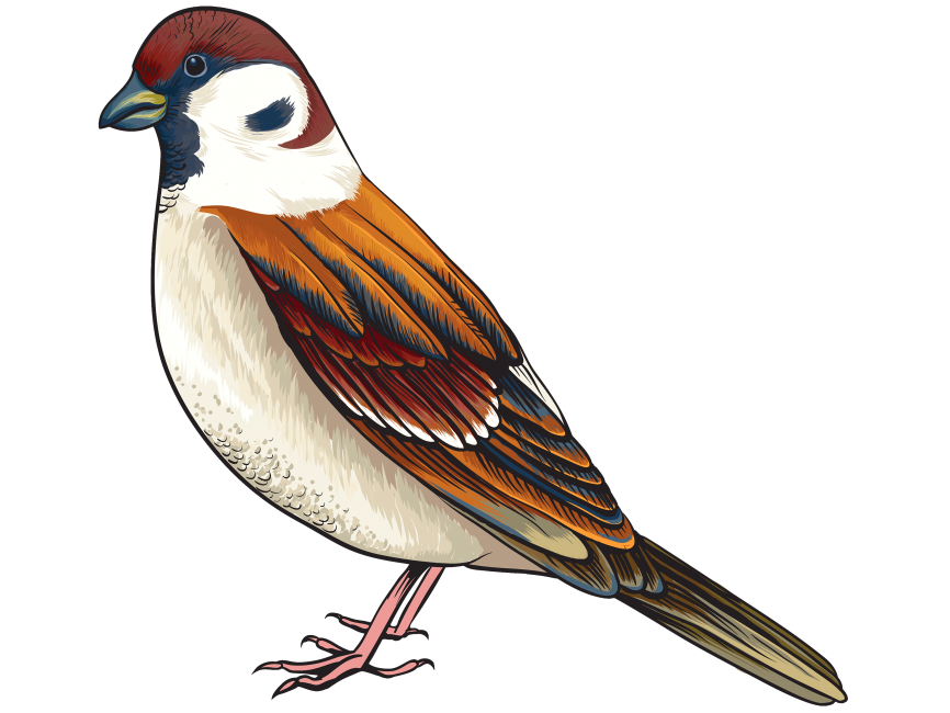 Colorful Bird