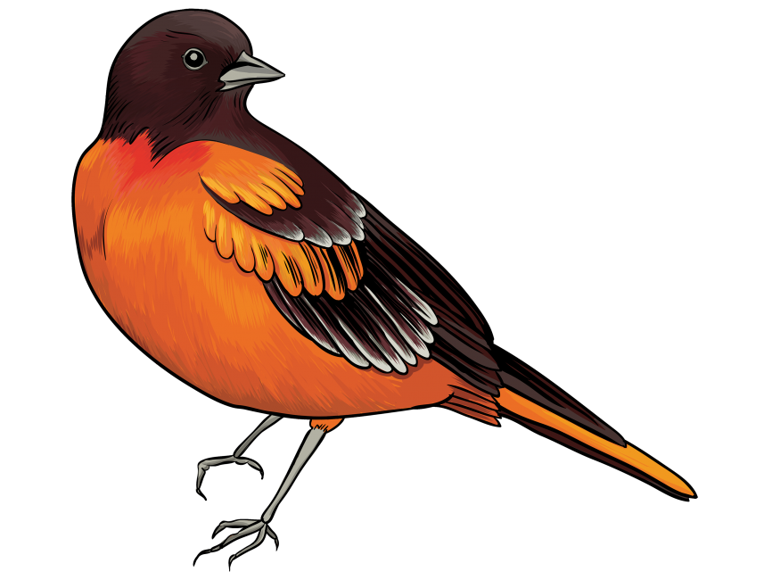 Colorful Bird