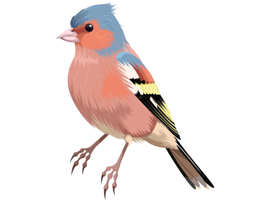 Colorful Bird