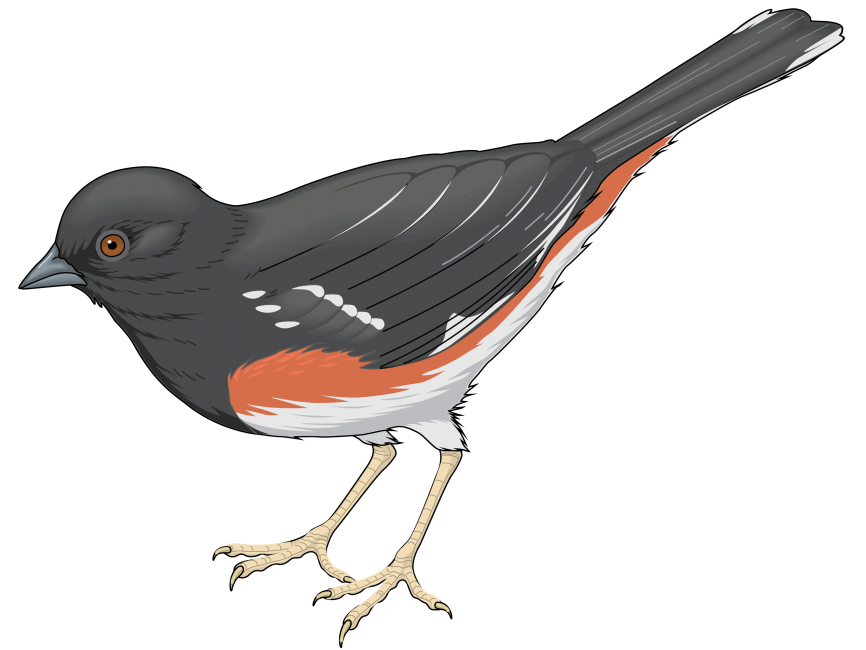 Colorful Bird