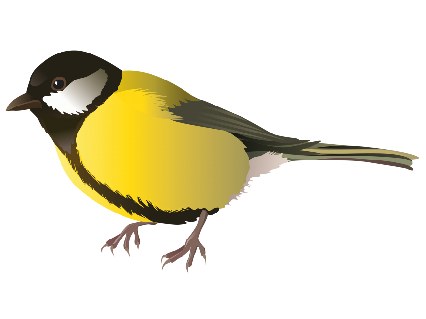 Colorful Bird