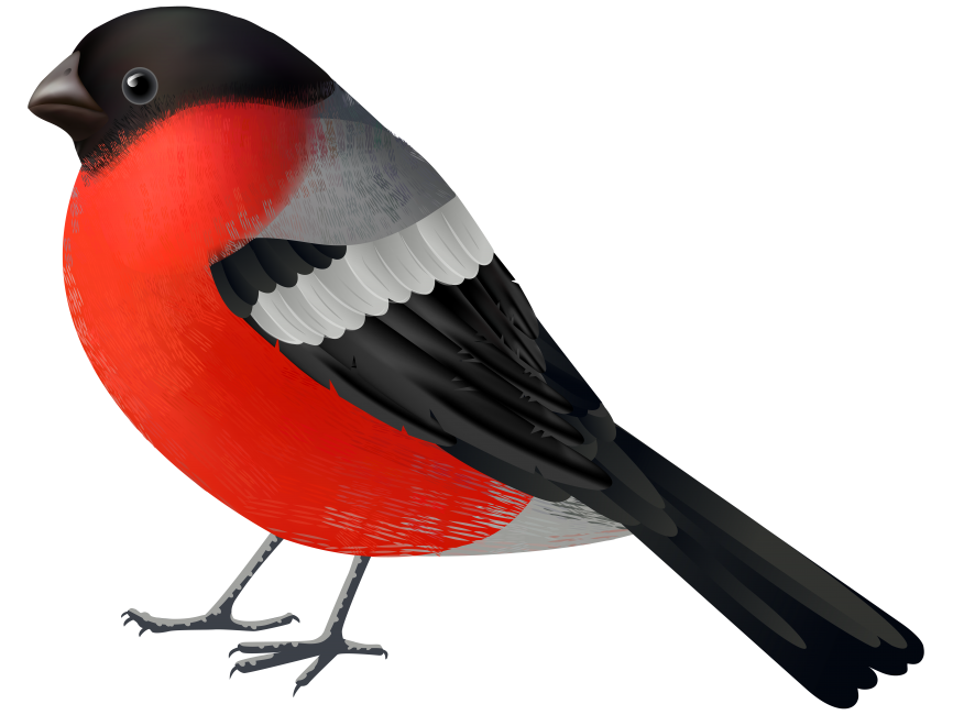 Colorful Bird