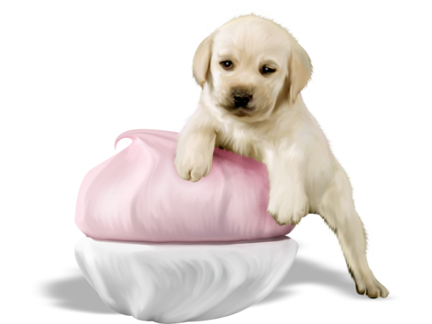 Cookie