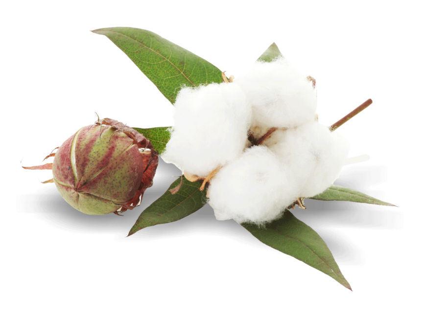 Cotton Plant