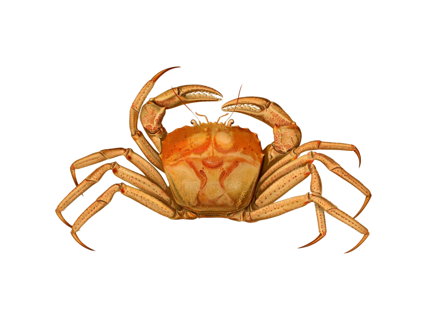 Crab