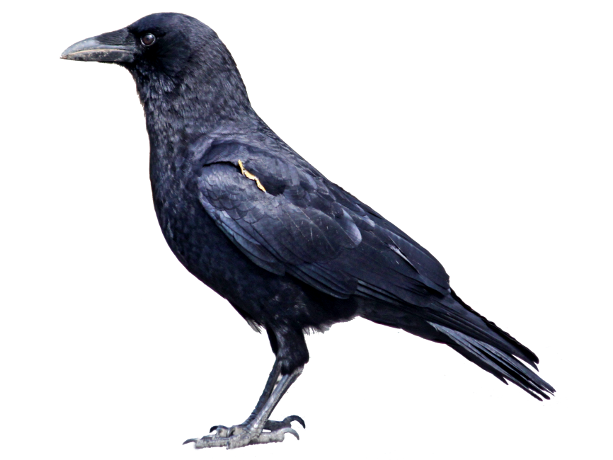 Crow