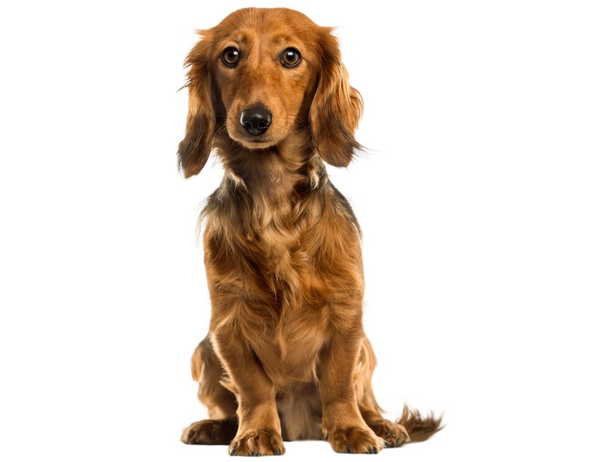 Cute Dog