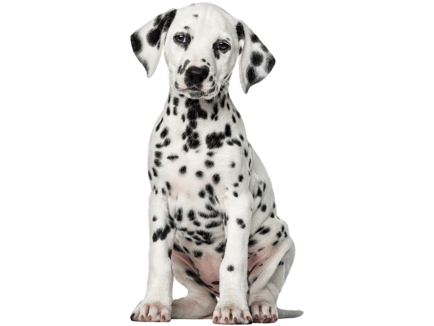 Dalmatian Dog