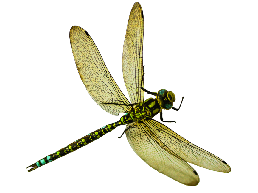 Dragonfly