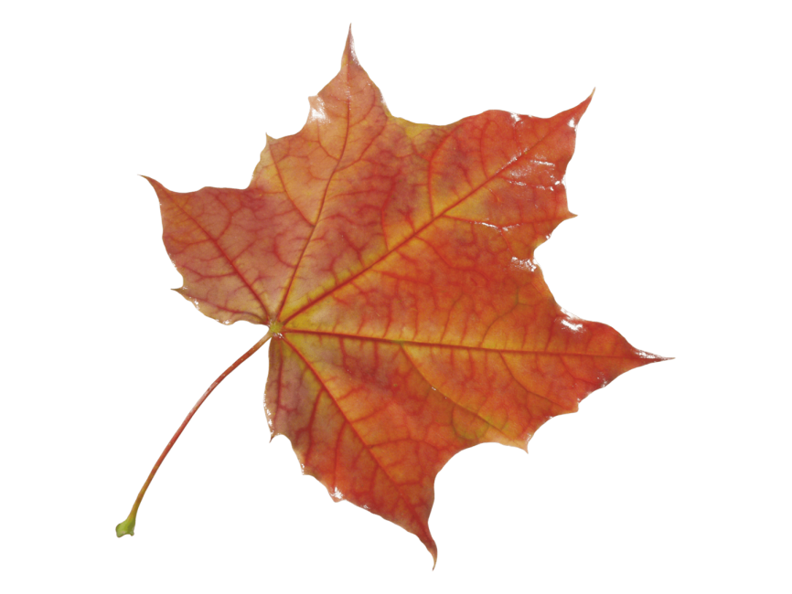 Dry Leaf