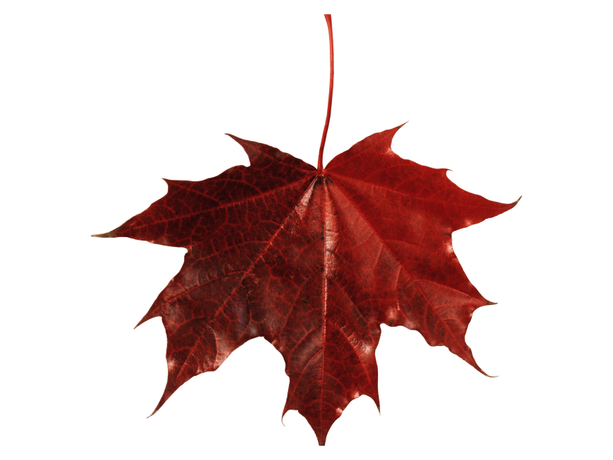 Dry Leaf