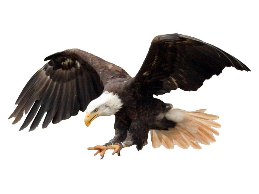 Eagle