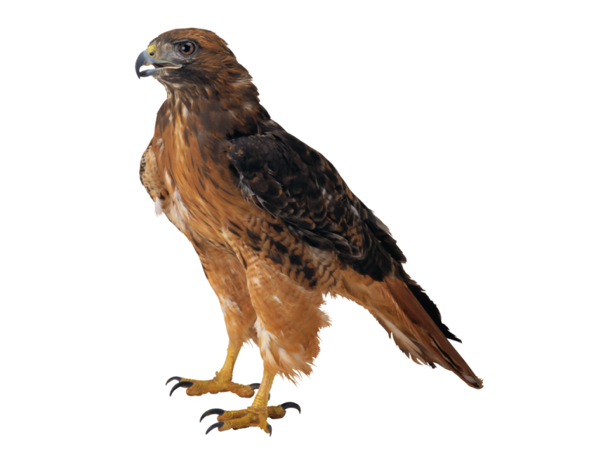 Falcon