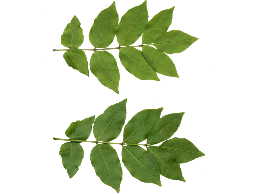 Foliage