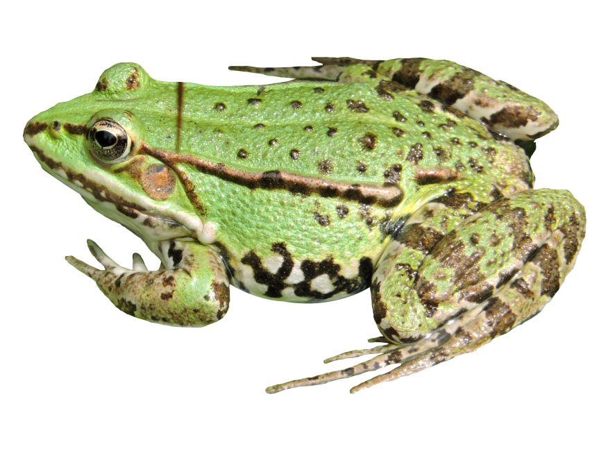 Frog