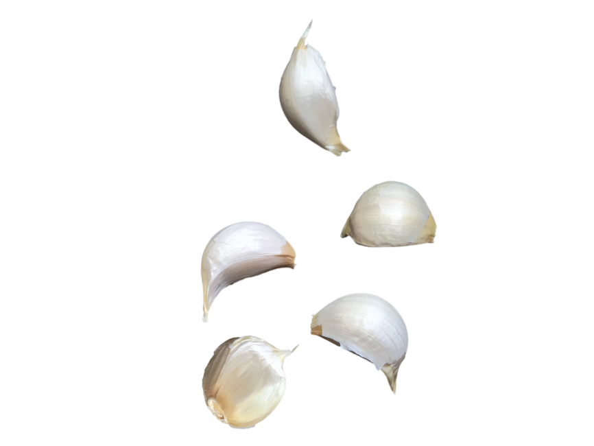 Garlic