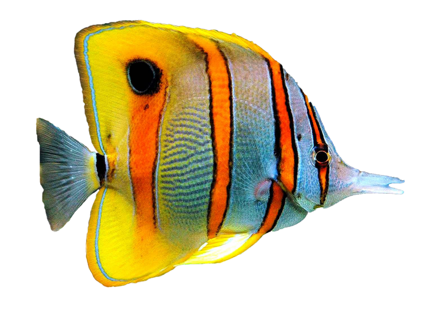 Goldfish