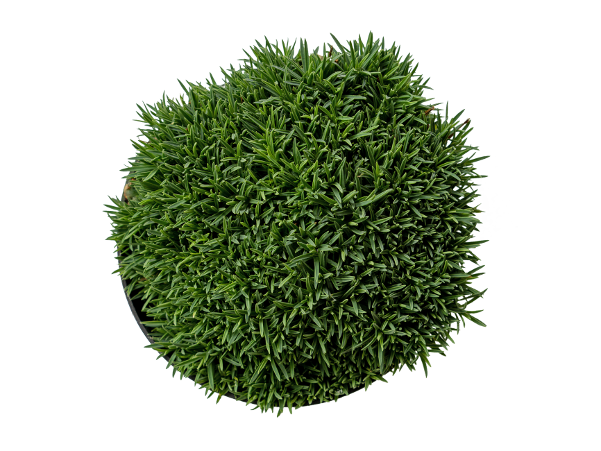 Grass Plant