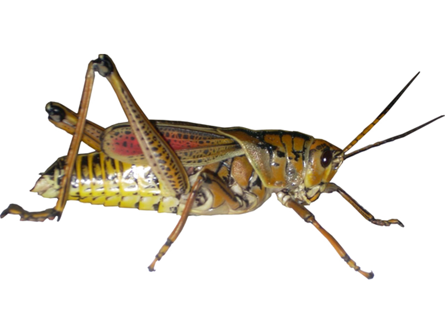 Grasshopper