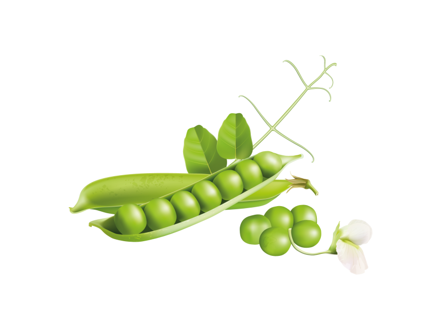 Green Pea