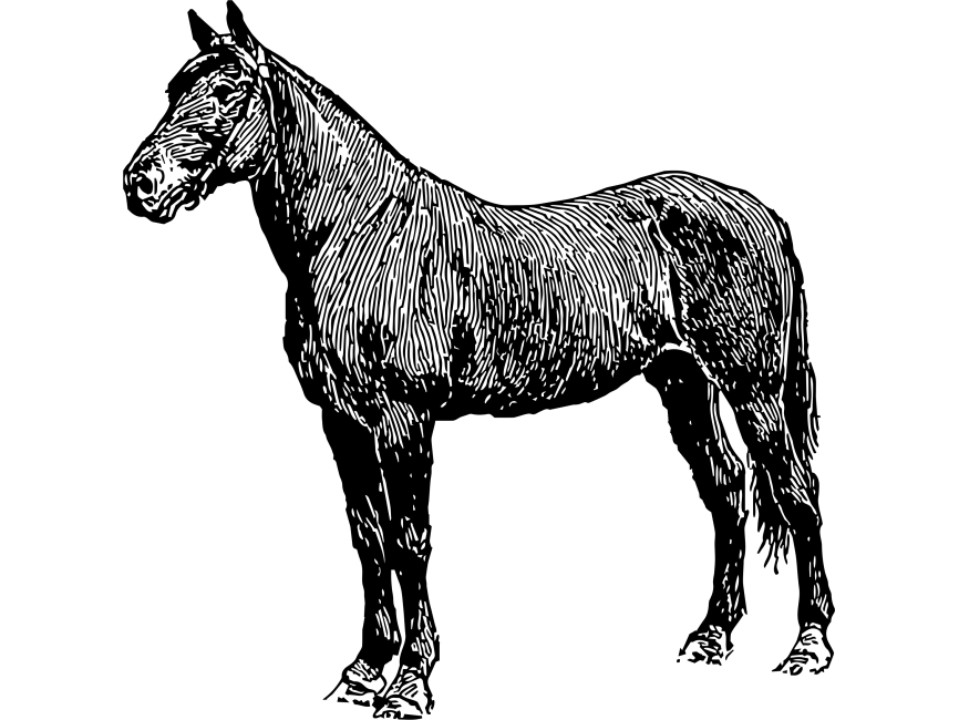 Horse
