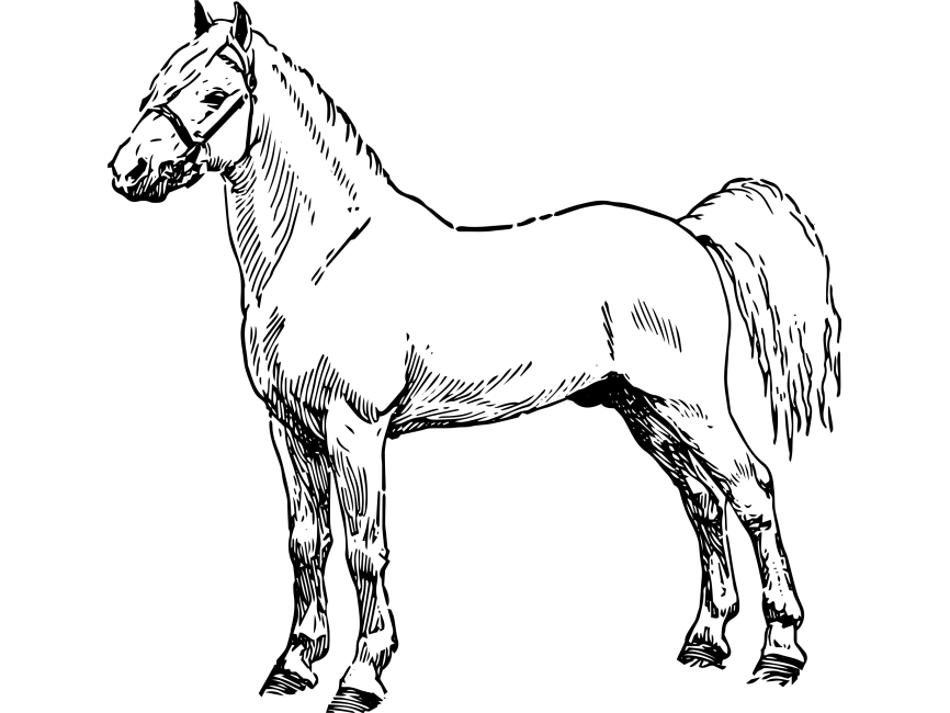 Horse