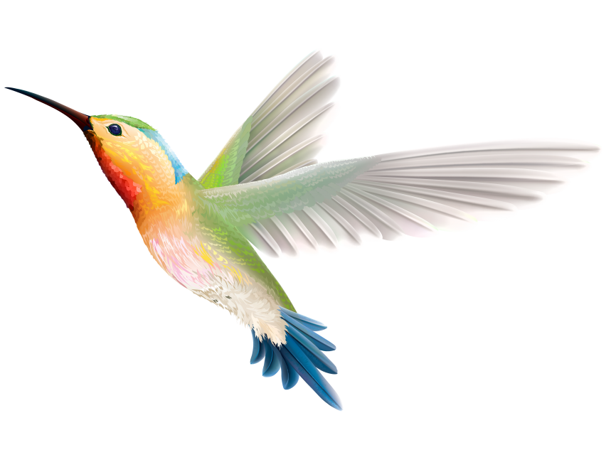 Hummingbird