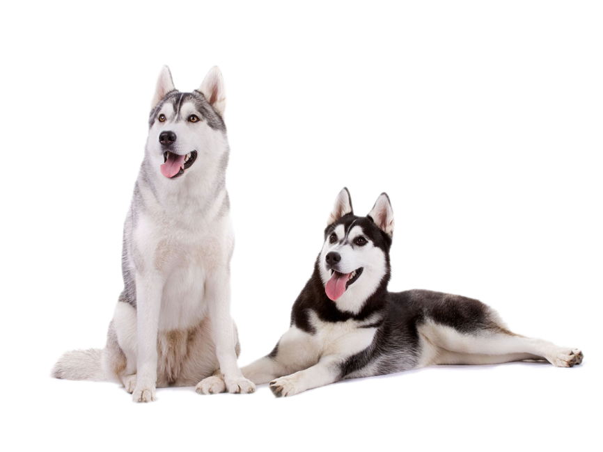 Husky