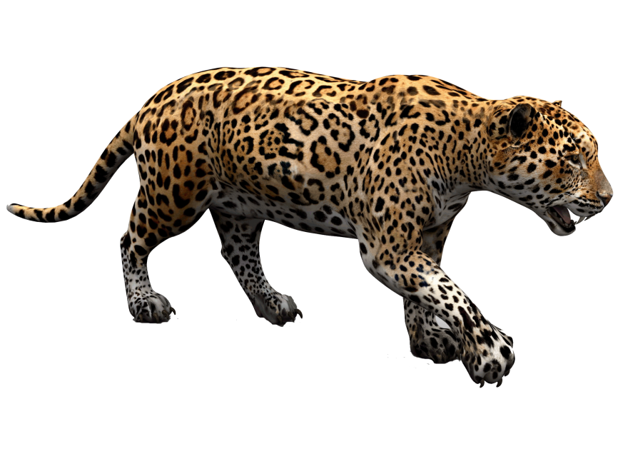 Jaguar