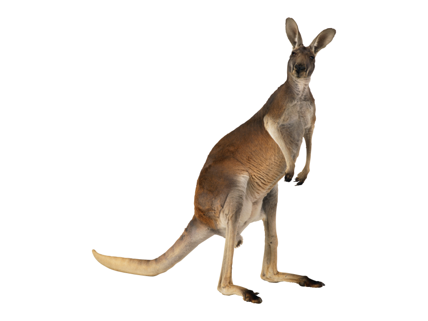Kangaroo
