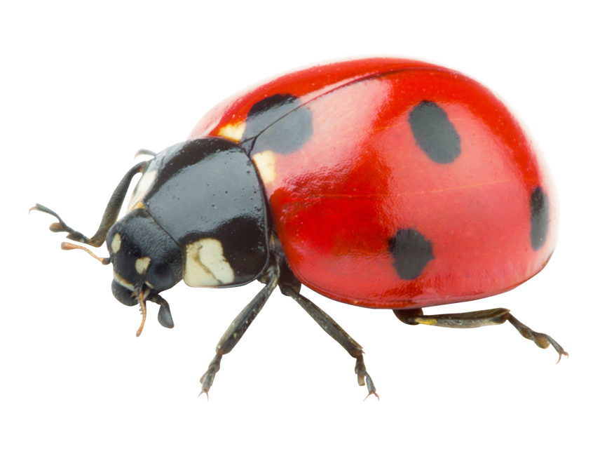 Ladybug