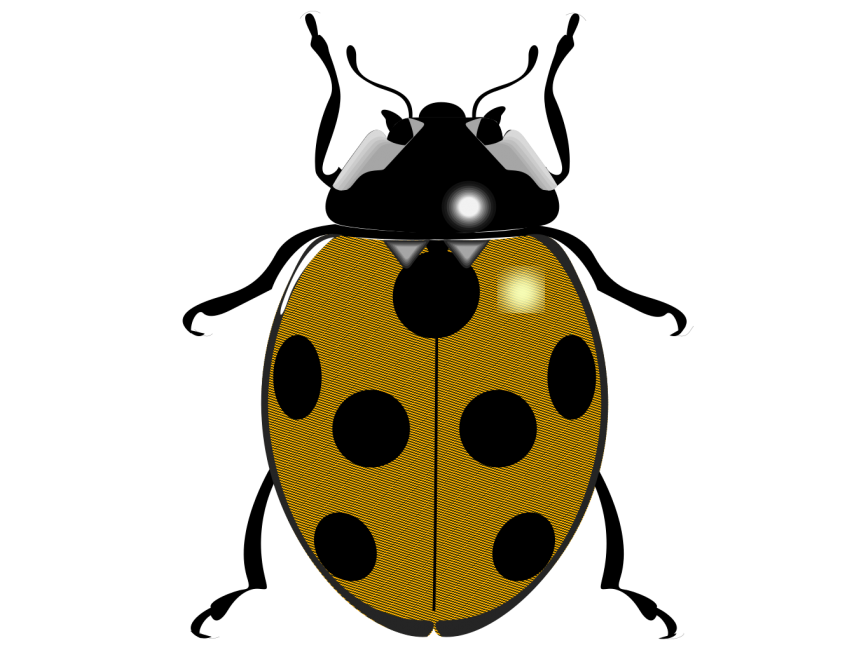Ladybug