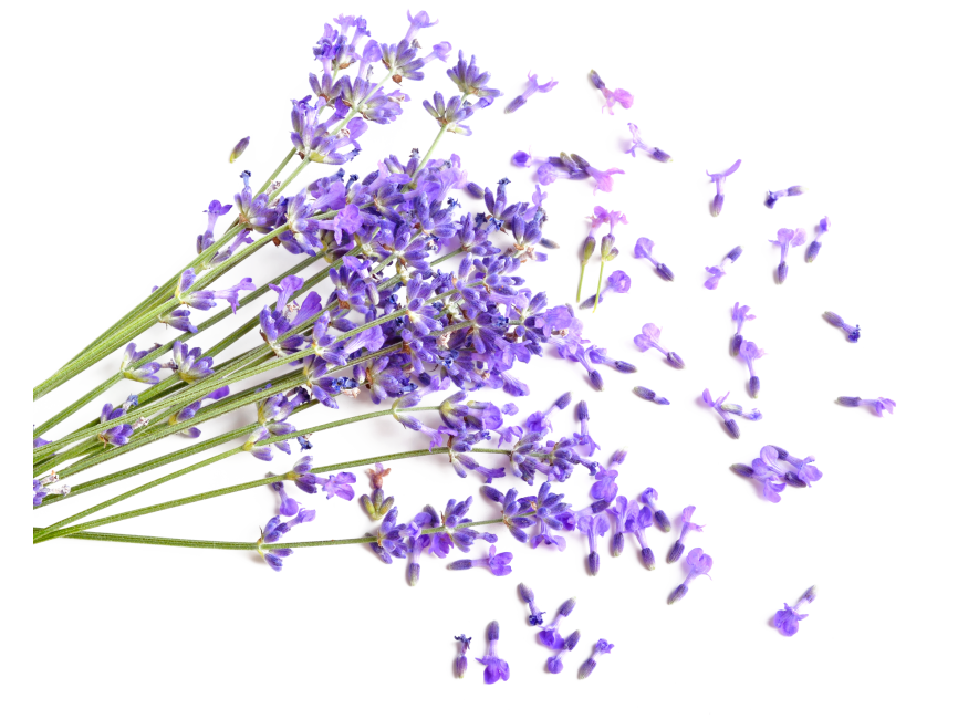 Lavander