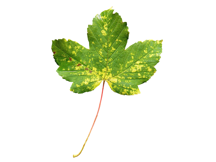 Leaf